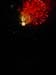 july4th_fireworks_ov#11A4EC
